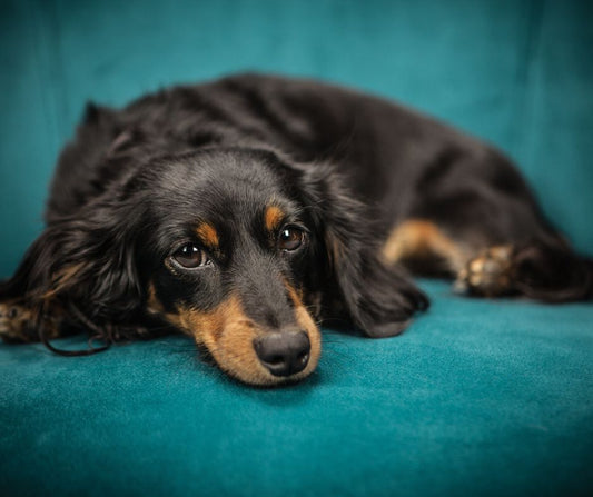 Erziehungshalsband Hund für Hundeerziehung