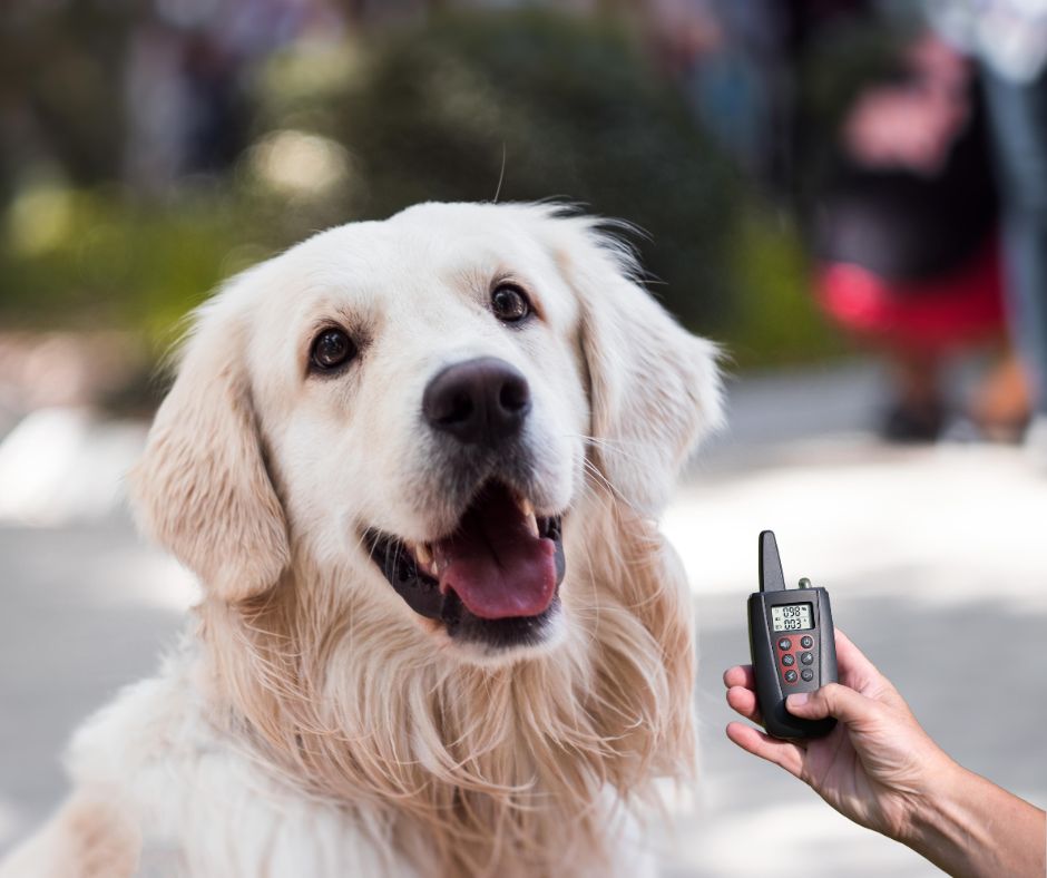 Vibrationshalsband Hund Erfahrung