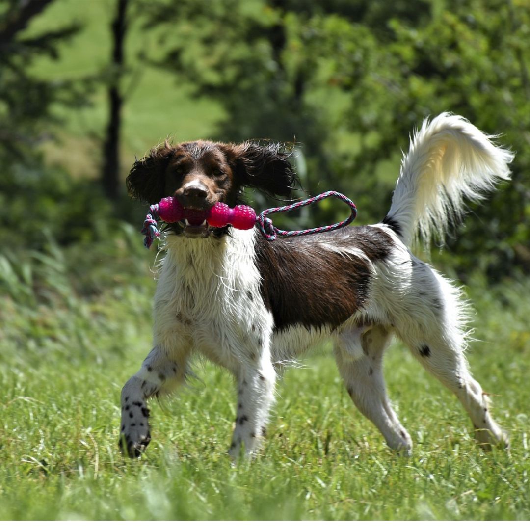 Hundetraining mit Vibrationshalsband