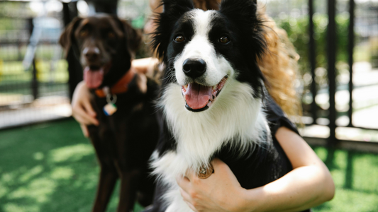 Vielseitiges Hunde-Vibrationshalsband für jede Situation